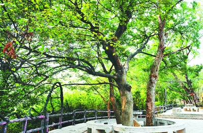 贵阳三棵树乳胶漆哪里有实体店